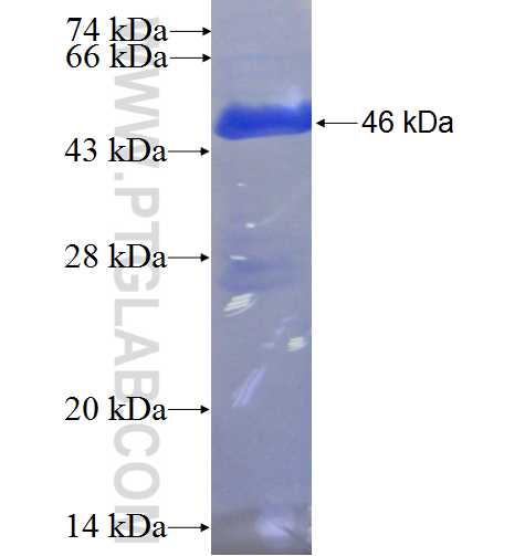 EIF3B fusion protein Ag0386 SDS-PAGE