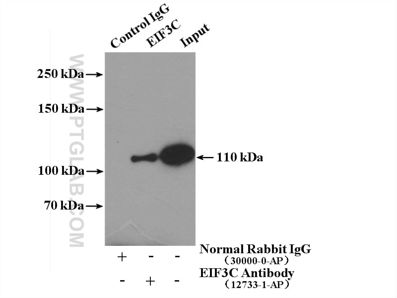 Immunoprecipitation (IP) experiment of K-562 cells using EIF3C Polyclonal antibody (12733-1-AP)