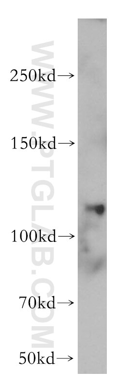 Western Blot (WB) analysis of K-562 cells using EIF3C Polyclonal antibody (12733-1-AP)