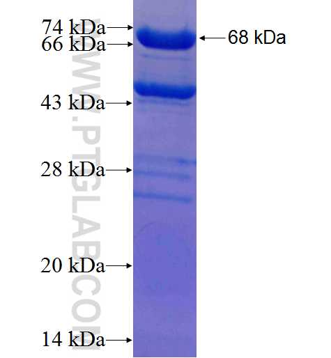 EIF3C fusion protein Ag3438 SDS-PAGE