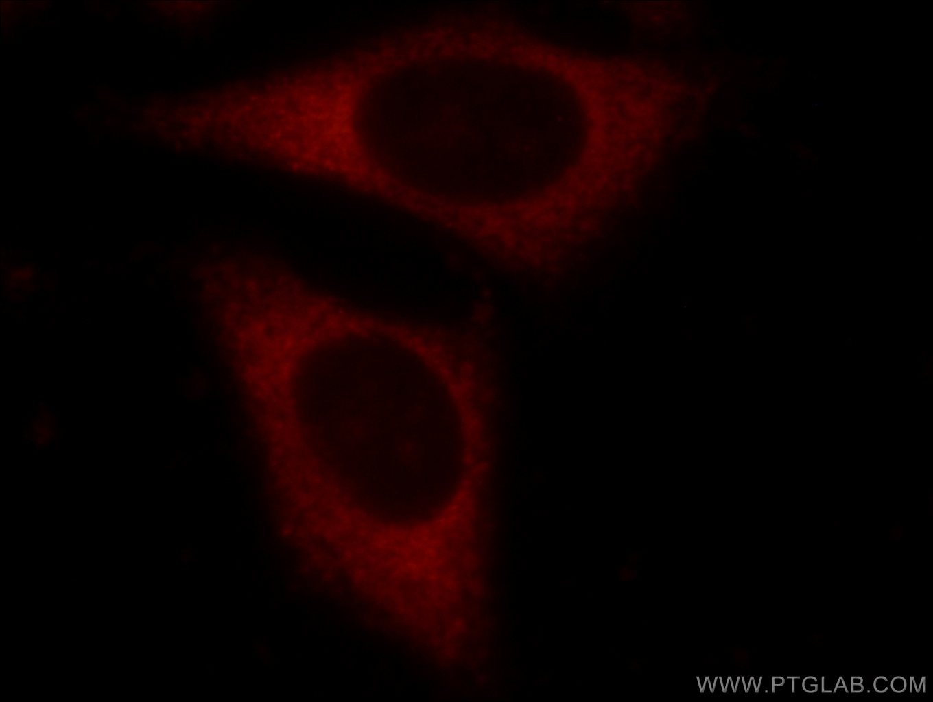 IF Staining of HepG2 using 10219-1-AP