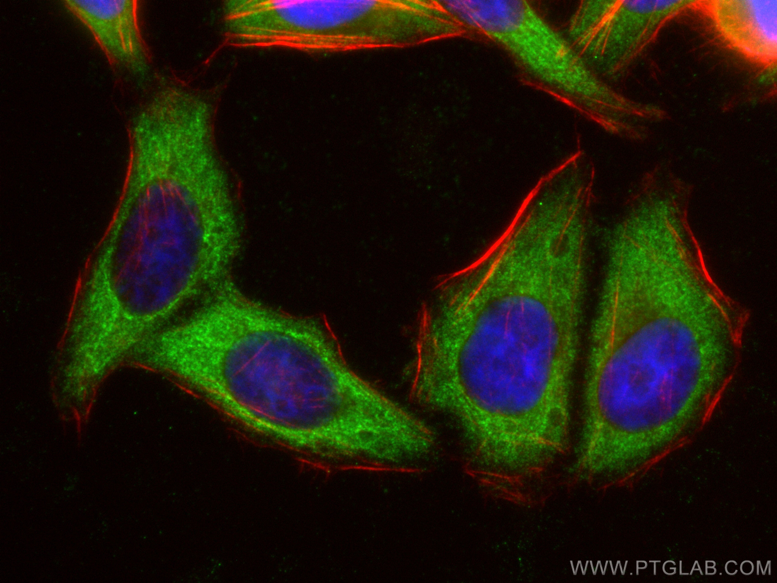 IF Staining of HepG2 using 10219-1-AP