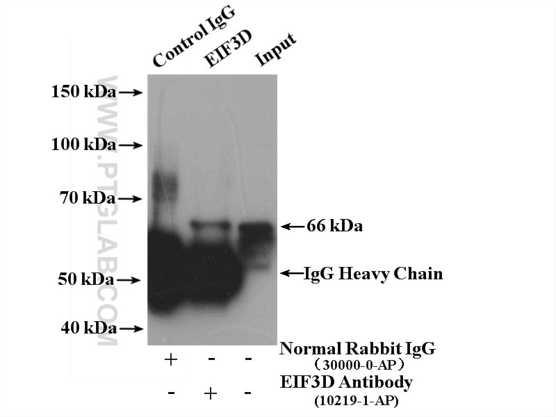 IP experiment of A549 using 10219-1-AP