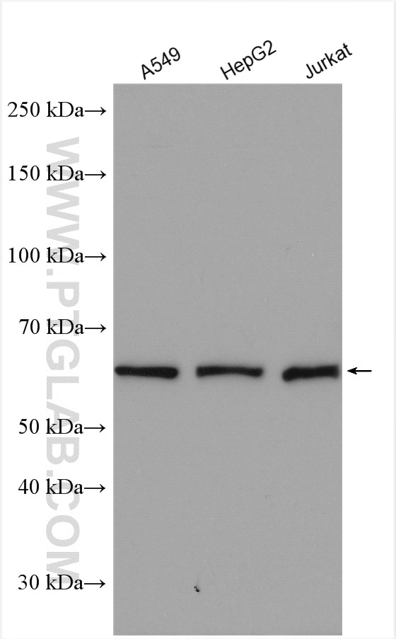 Western Blot (WB) analysis of various lysates using EIF3D Polyclonal antibody (10219-1-AP)
