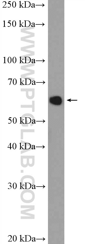 WB analysis of L02 using 10219-1-AP