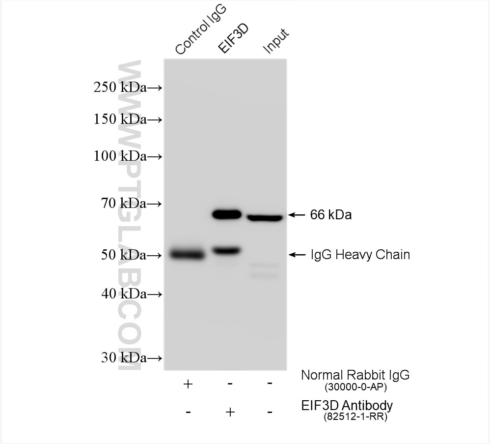 Immunoprecipitation (IP) experiment of A549 cells using EIF3D Recombinant antibody (82512-1-RR)