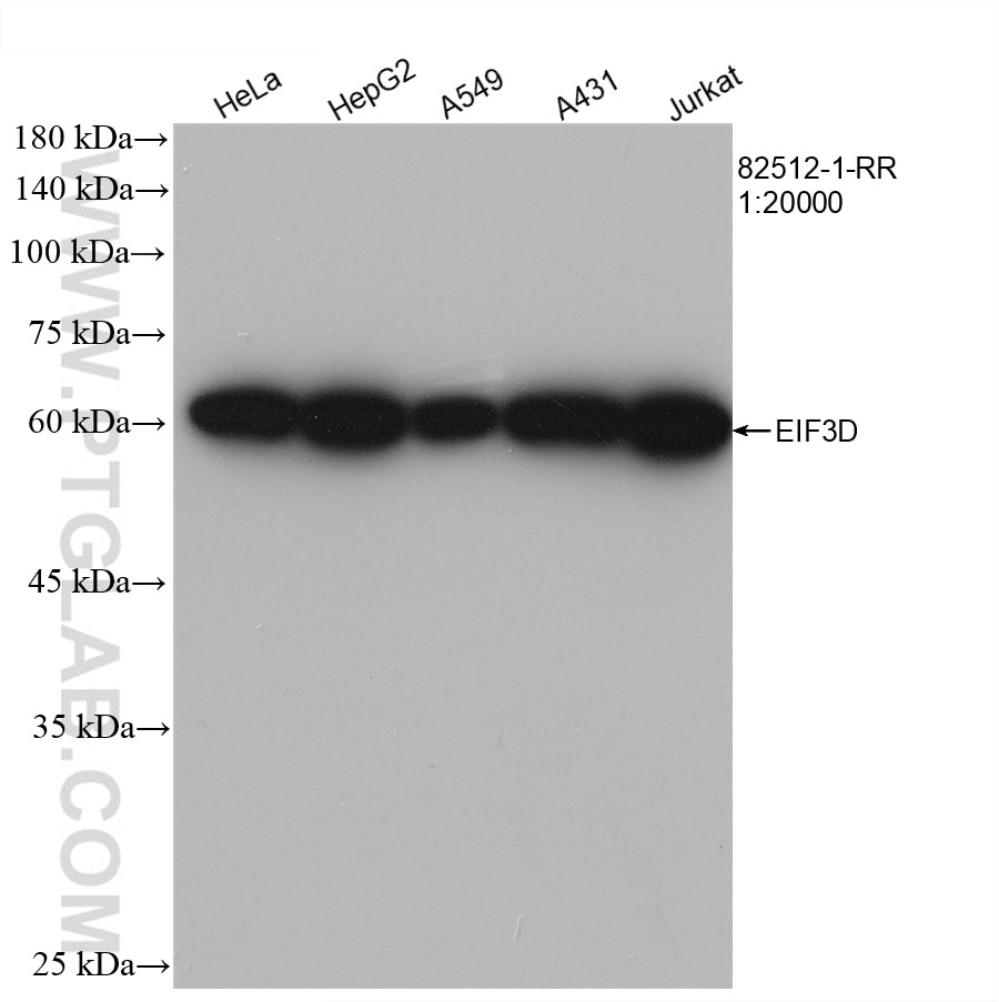 Western Blot (WB) analysis of various lysates using EIF3D Recombinant antibody (82512-1-RR)