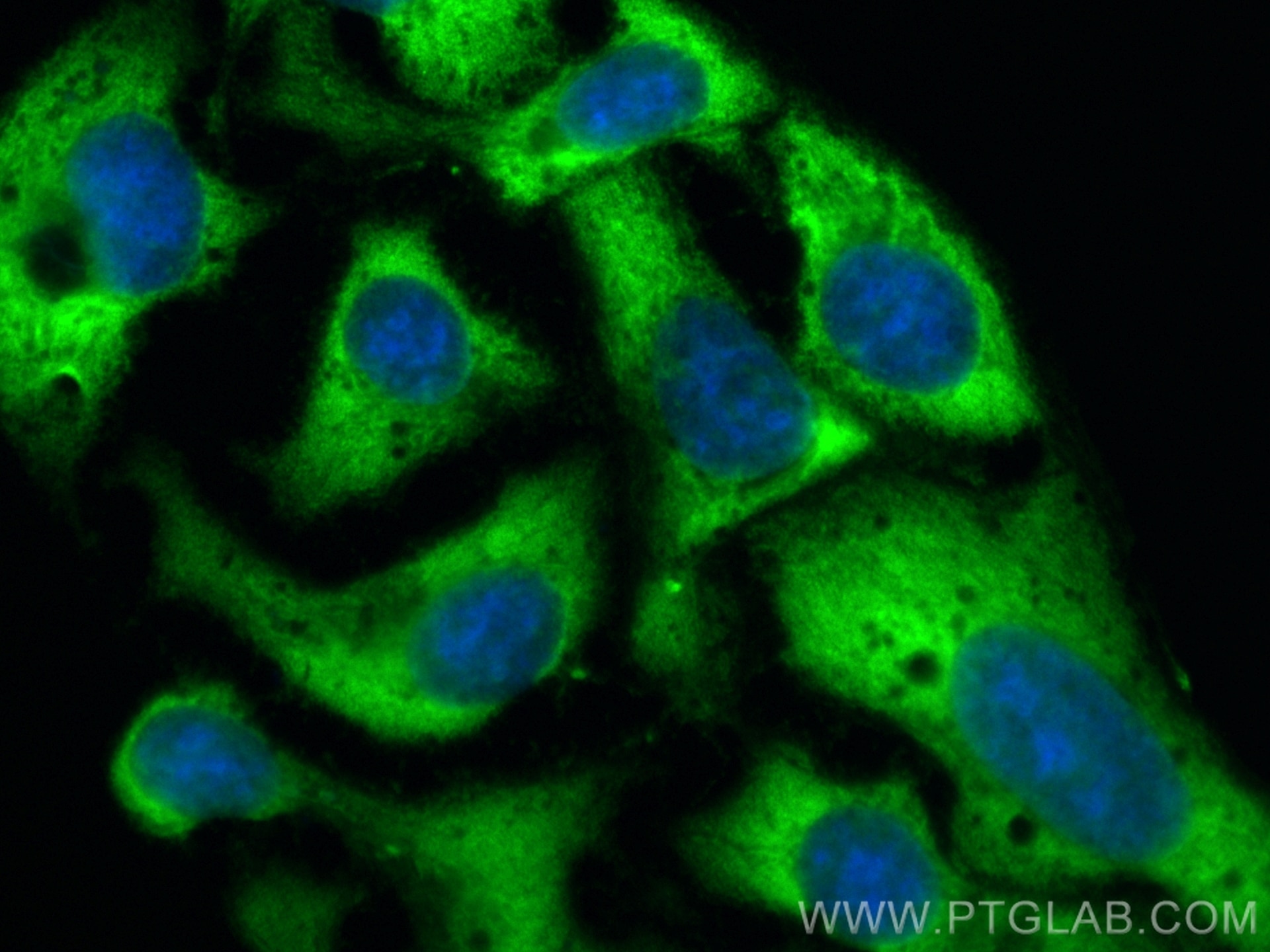 IF Staining of U2OS using CL488-82512