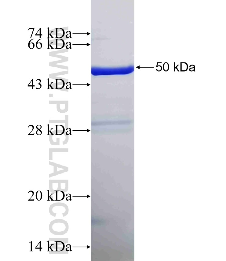 EIF3D fusion protein Ag0268 SDS-PAGE