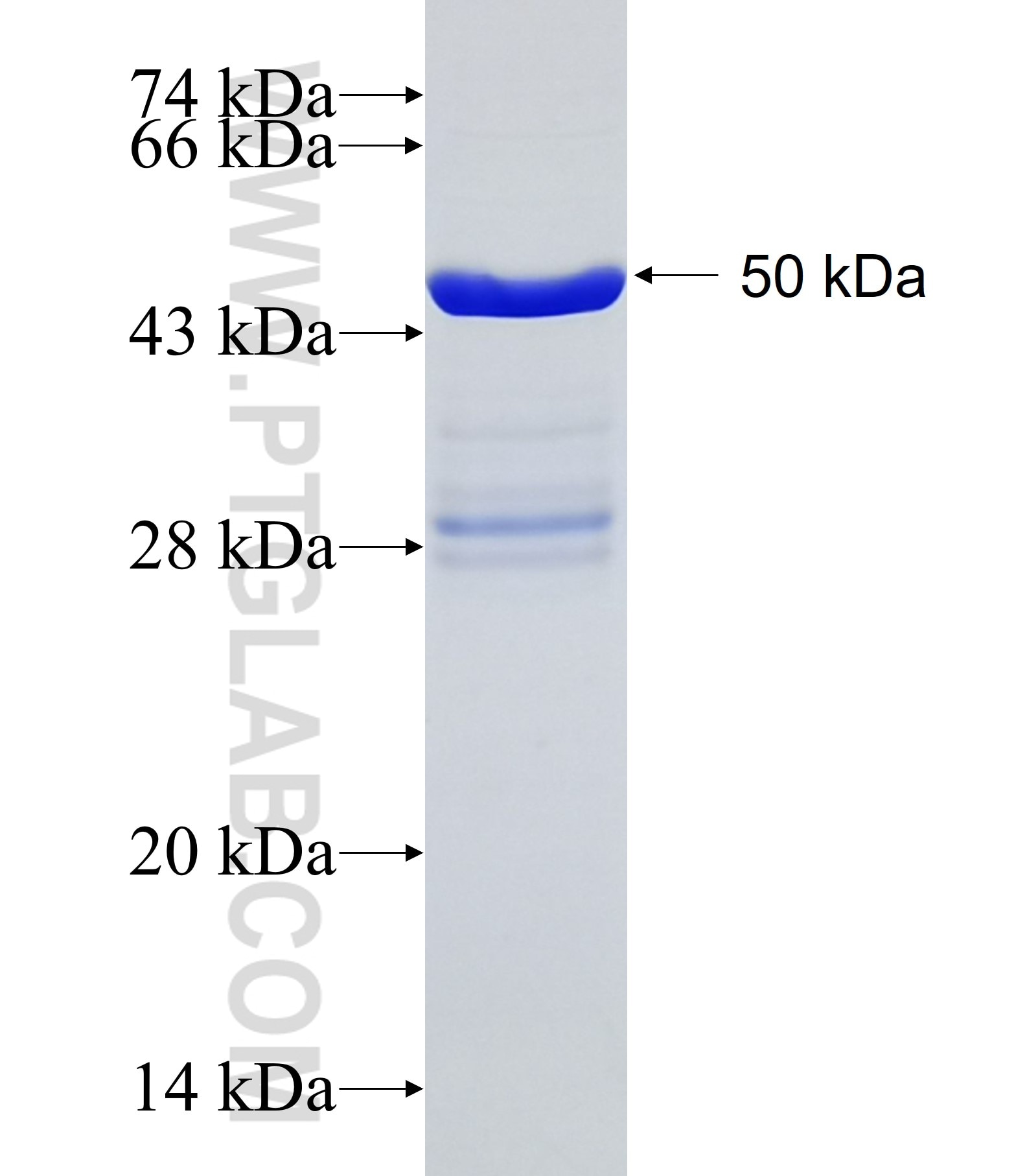 EIF3D fusion protein Ag0268 SDS-PAGE