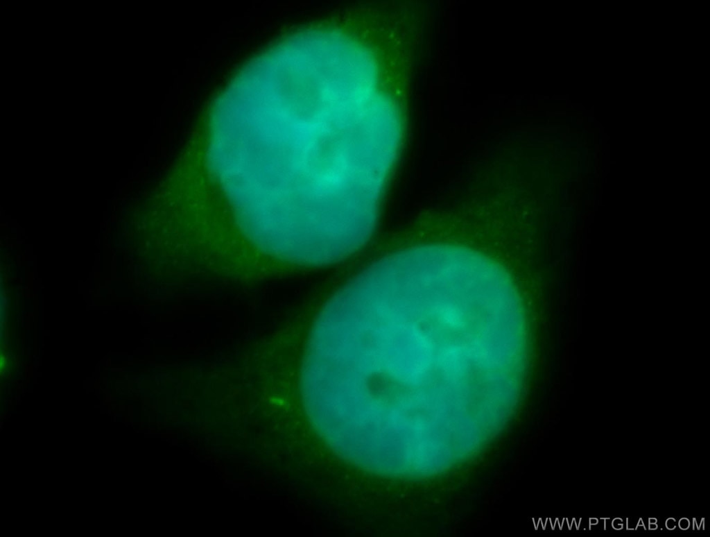 Immunofluorescence (IF) / fluorescent staining of SH-SY5Y cells using EIF3E Polyclonal antibody (10899-1-AP)