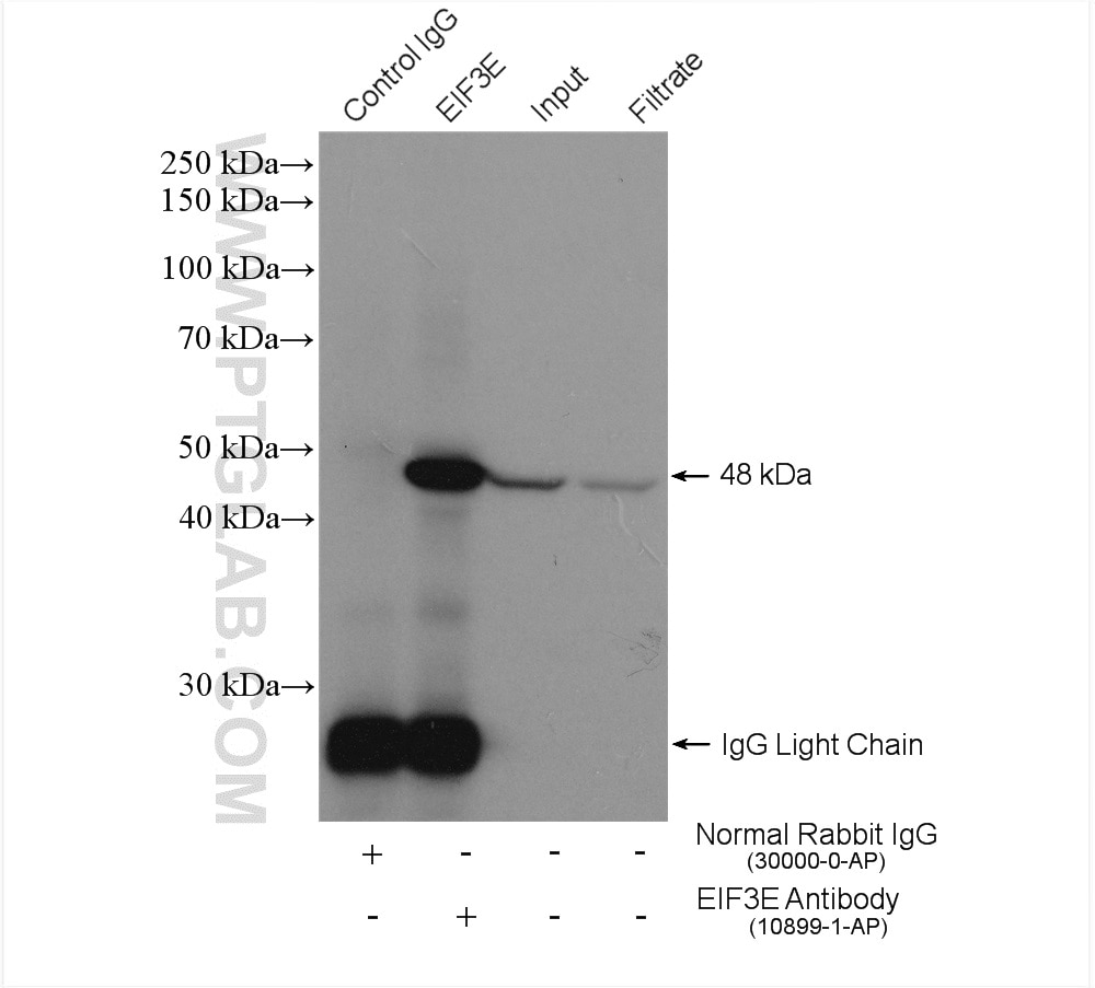 Immunoprecipitation (IP) experiment of Jurkat cells using EIF3E Polyclonal antibody (10899-1-AP)