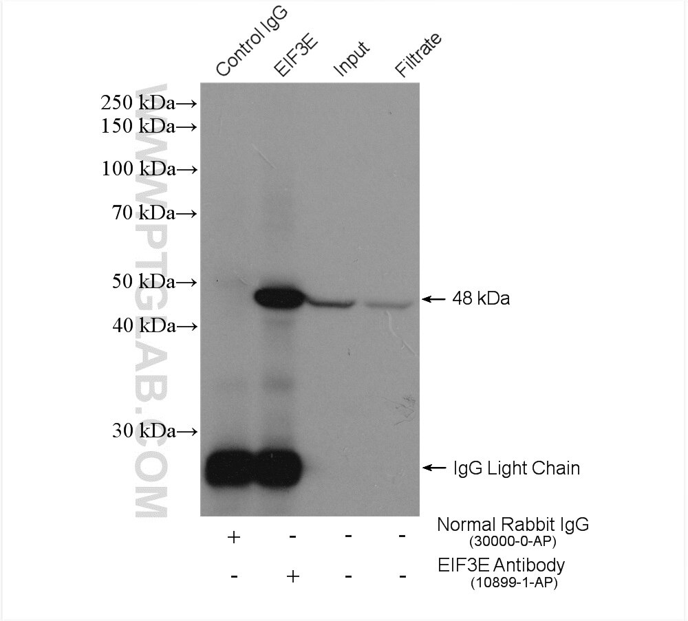 Immunoprecipitation (IP) experiment of Jurkat cells using EIF3E Polyclonal antibody (10899-1-AP)