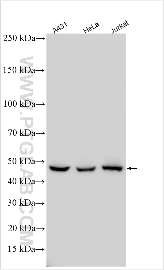 Western Blot (WB) analysis of various lysates using EIF3E Polyclonal antibody (10899-1-AP)