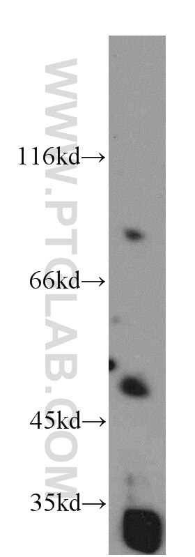 Western Blot (WB) analysis of HeLa cells using EIF3E Polyclonal antibody (10899-1-AP)