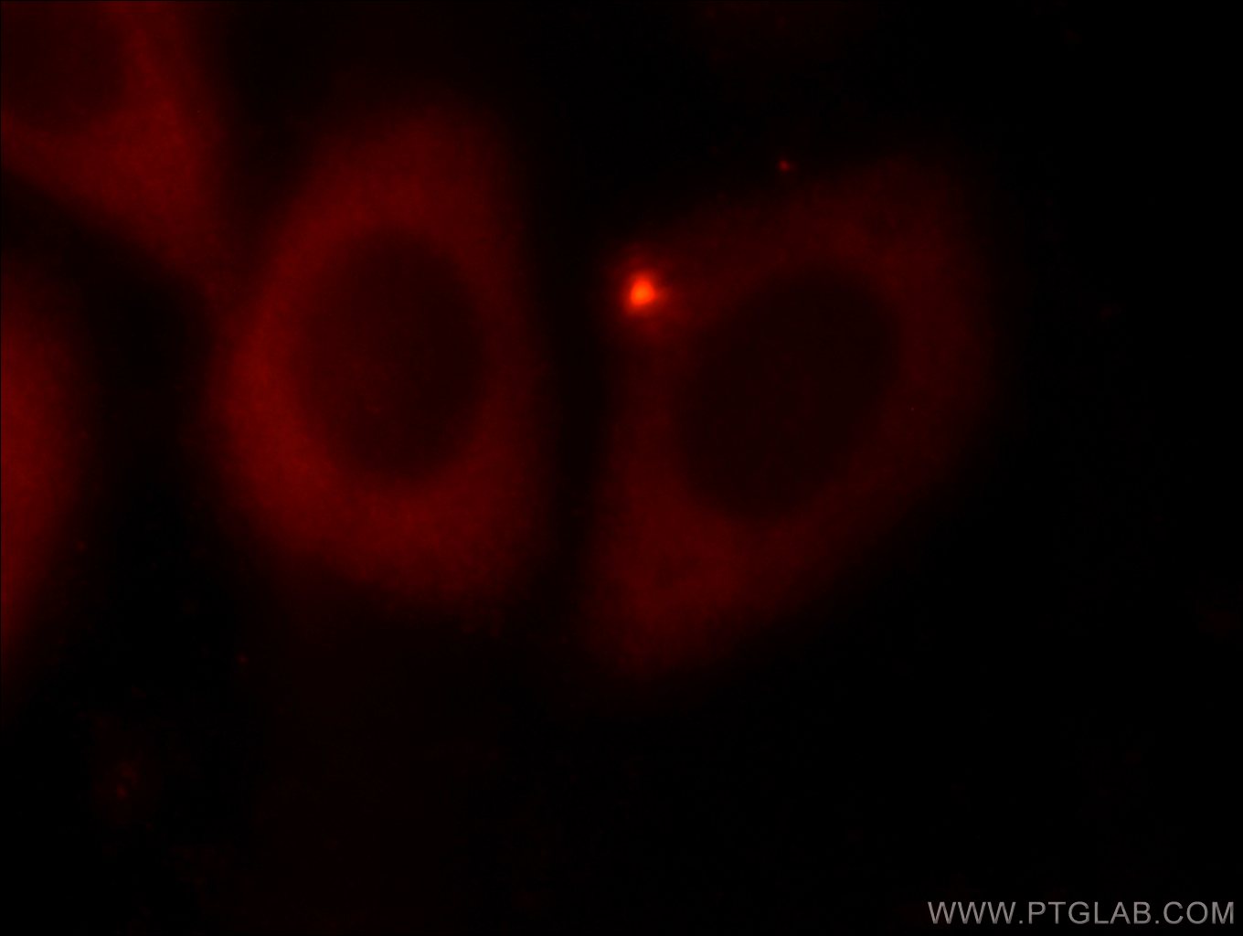 Immunofluorescence (IF) / fluorescent staining of HepG2 cells using EIF3E Polyclonal antibody (11352-1-AP)