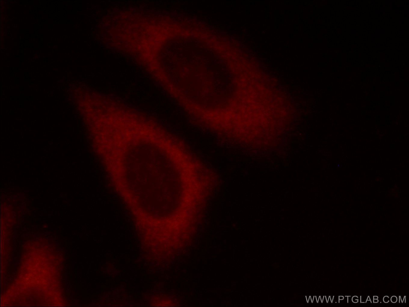 Immunofluorescence (IF) / fluorescent staining of HepG2 cells using EIF3E Polyclonal antibody (11352-1-AP)