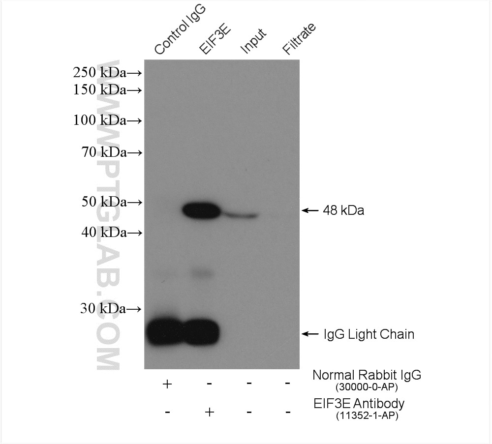 Immunoprecipitation (IP) experiment of HepG2 cells using EIF3E Polyclonal antibody (11352-1-AP)