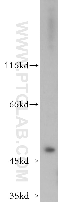 Western Blot (WB) analysis of HeLa cells using EIF3E Polyclonal antibody (11352-1-AP)