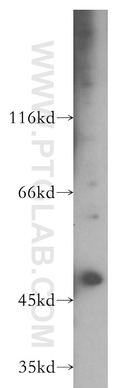 Western Blot (WB) analysis of HepG2 cells using EIF3E Polyclonal antibody (11352-1-AP)