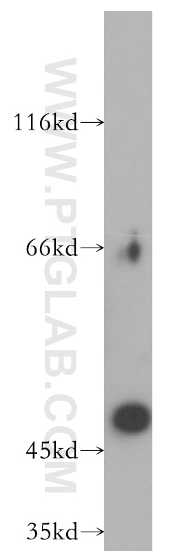 Western Blot (WB) analysis of HEK-293 cells using EIF3E Polyclonal antibody (11352-1-AP)