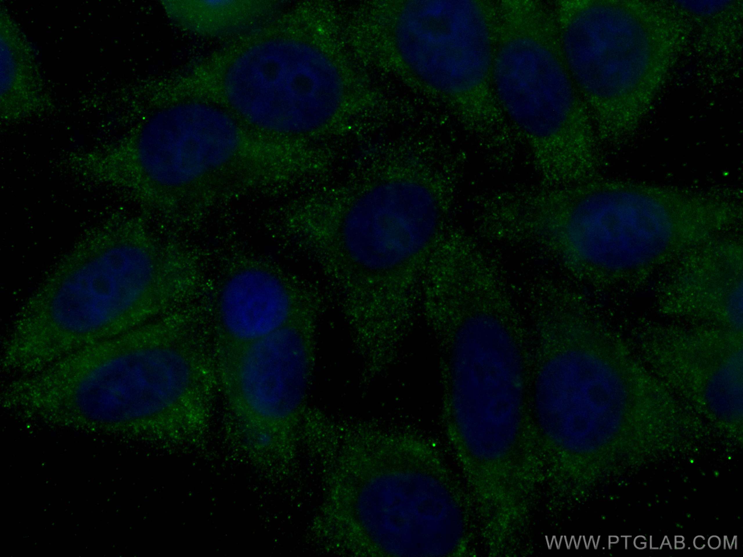 Immunofluorescence (IF) / fluorescent staining of HepG2 cells using EIF3E Monoclonal antibody (67095-1-Ig)