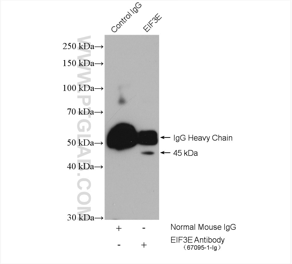 Immunoprecipitation (IP) experiment of HeLa cells using EIF3E Monoclonal antibody (67095-1-Ig)