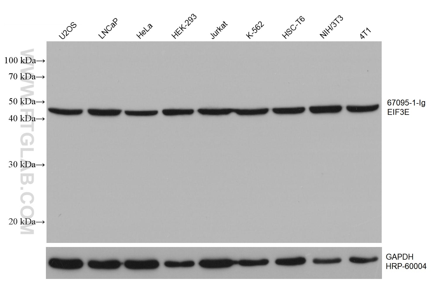 Western Blot (WB) analysis of various lysates using EIF3E Monoclonal antibody (67095-1-Ig)