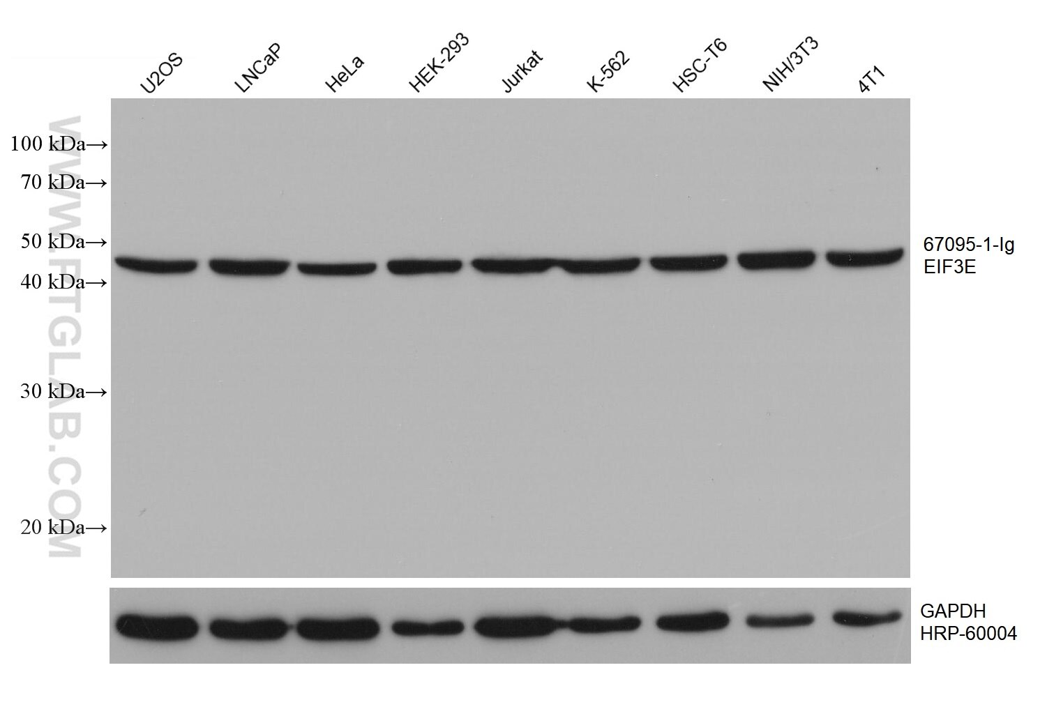 WB analysis using 67095-1-Ig