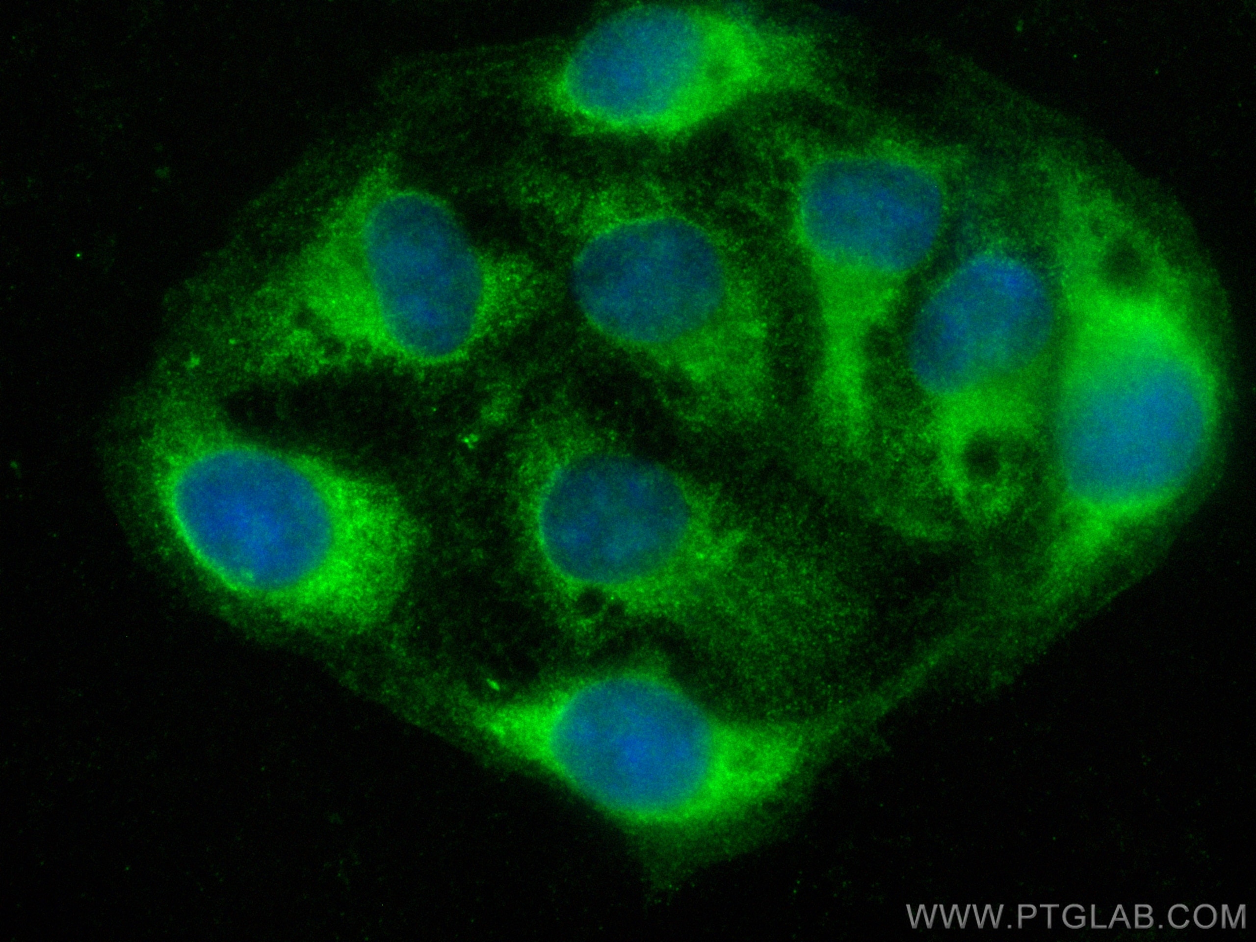 Immunofluorescence (IF) / fluorescent staining of U2OS cells using CoraLite® Plus 488-conjugated EIF3E Polyclonal ant (CL488-10899)