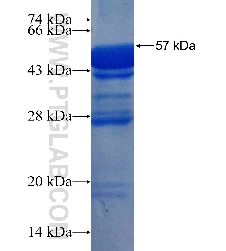 EIF3E fusion protein Ag1132 SDS-PAGE