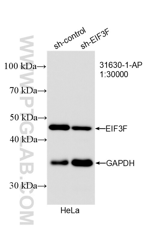 Western Blot (WB) analysis of HeLa cells using EIF3F Polyclonal antibody (31630-1-AP)