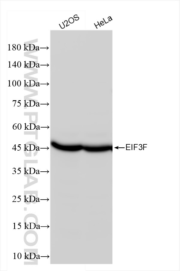 Western Blot (WB) analysis of various lysates using EIF3F Recombinant antibody (84131-2-RR)