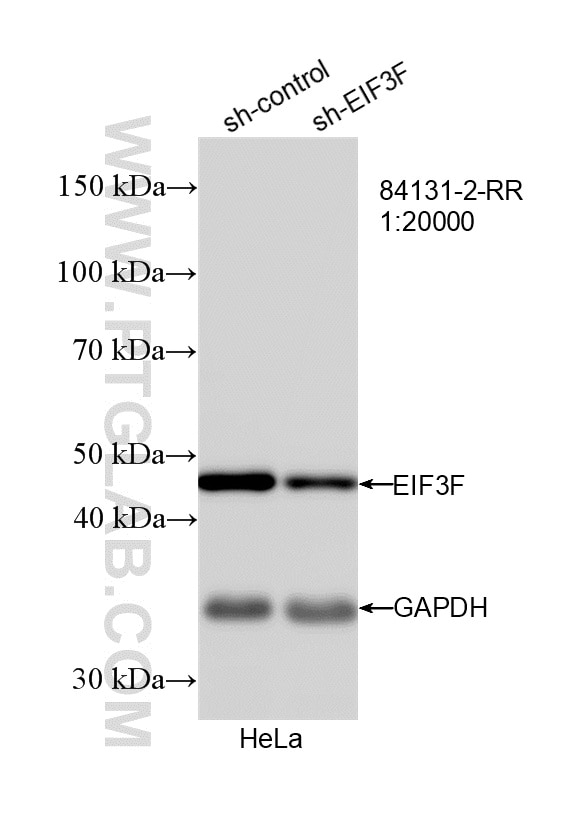 Western Blot (WB) analysis of HeLa cells using EIF3F Recombinant monoclonal antibody (84131-2-RR)