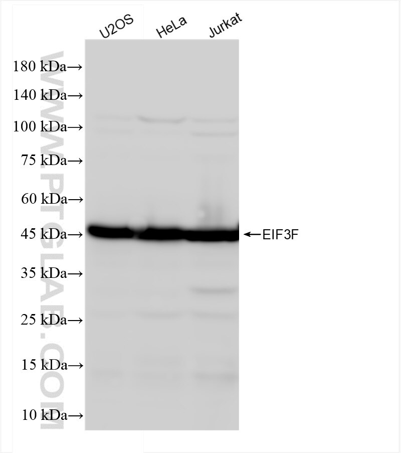 Western Blot (WB) analysis of various lysates using EIF3F Recombinant antibody (84131-5-RR)