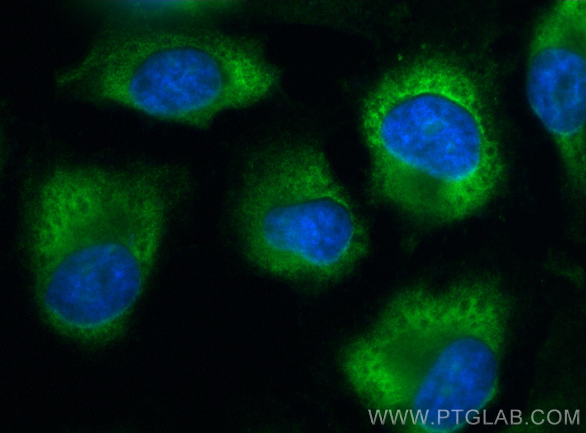 Immunofluorescence (IF) / fluorescent staining of HeLa cells using CoraLite® Plus 488-conjugated EIF3F Recombinant an (CL488-84131-2)