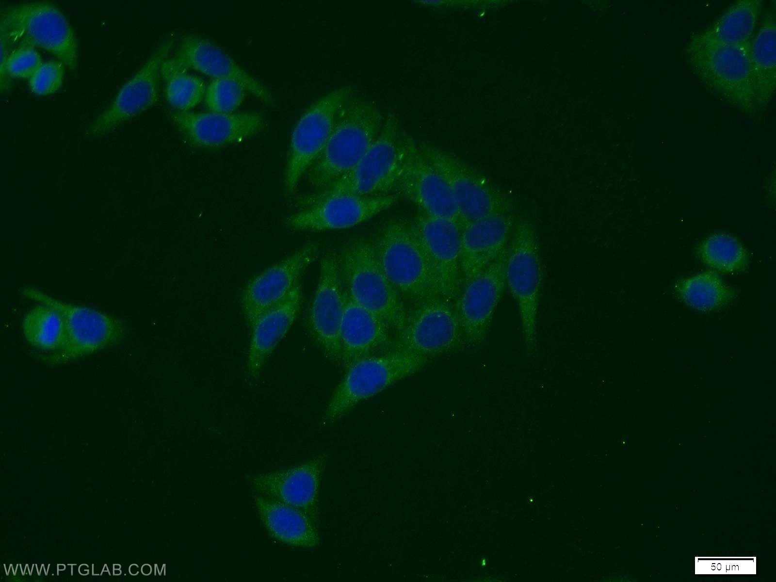 Immunofluorescence (IF) / fluorescent staining of HepG2 cells using EIF3G Polyclonal antibody (11165-1-AP)