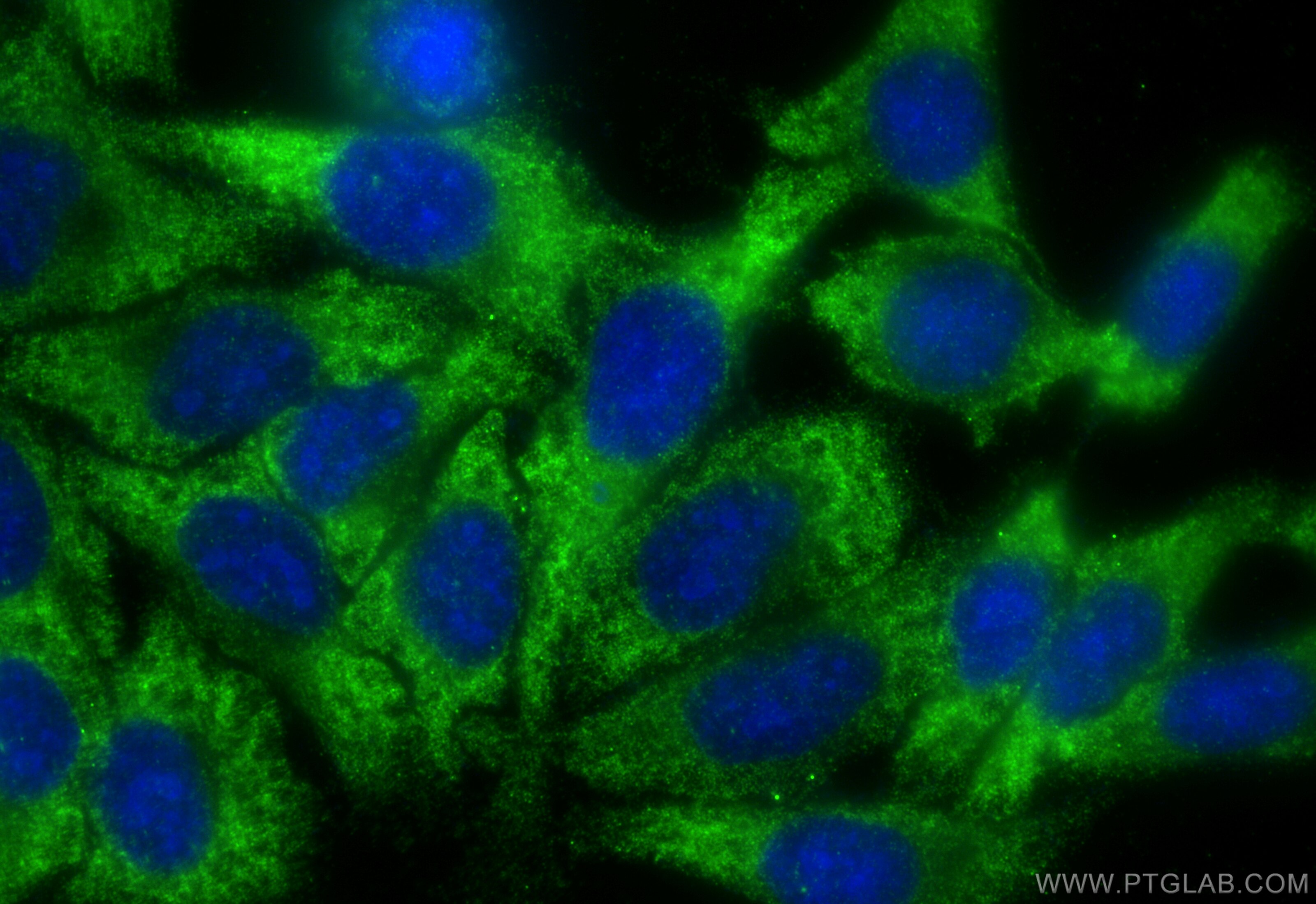 Immunofluorescence (IF) / fluorescent staining of HepG2 cells using EIF3G Polyclonal antibody (11165-1-AP)