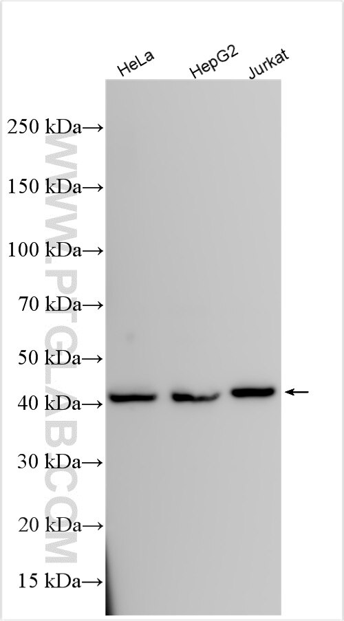 Western Blot (WB) analysis of various lysates using EIF3G Polyclonal antibody (11165-1-AP)