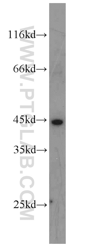 Western Blot (WB) analysis of HepG2 cells using EIF3G Polyclonal antibody (11165-1-AP)
