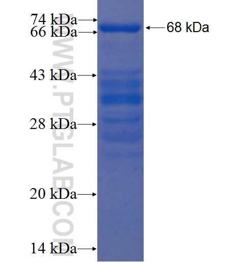 EIF3G fusion protein Ag1653 SDS-PAGE