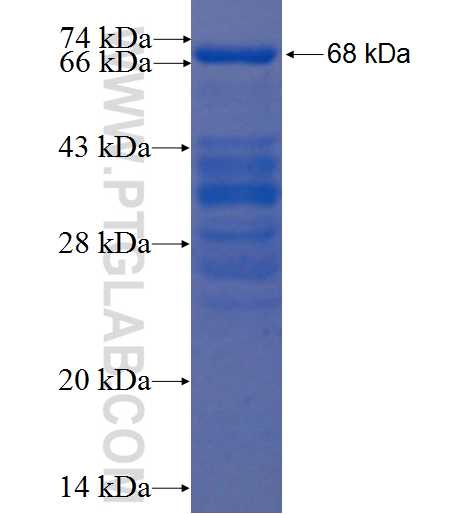 EIF3G fusion protein Ag1653 SDS-PAGE