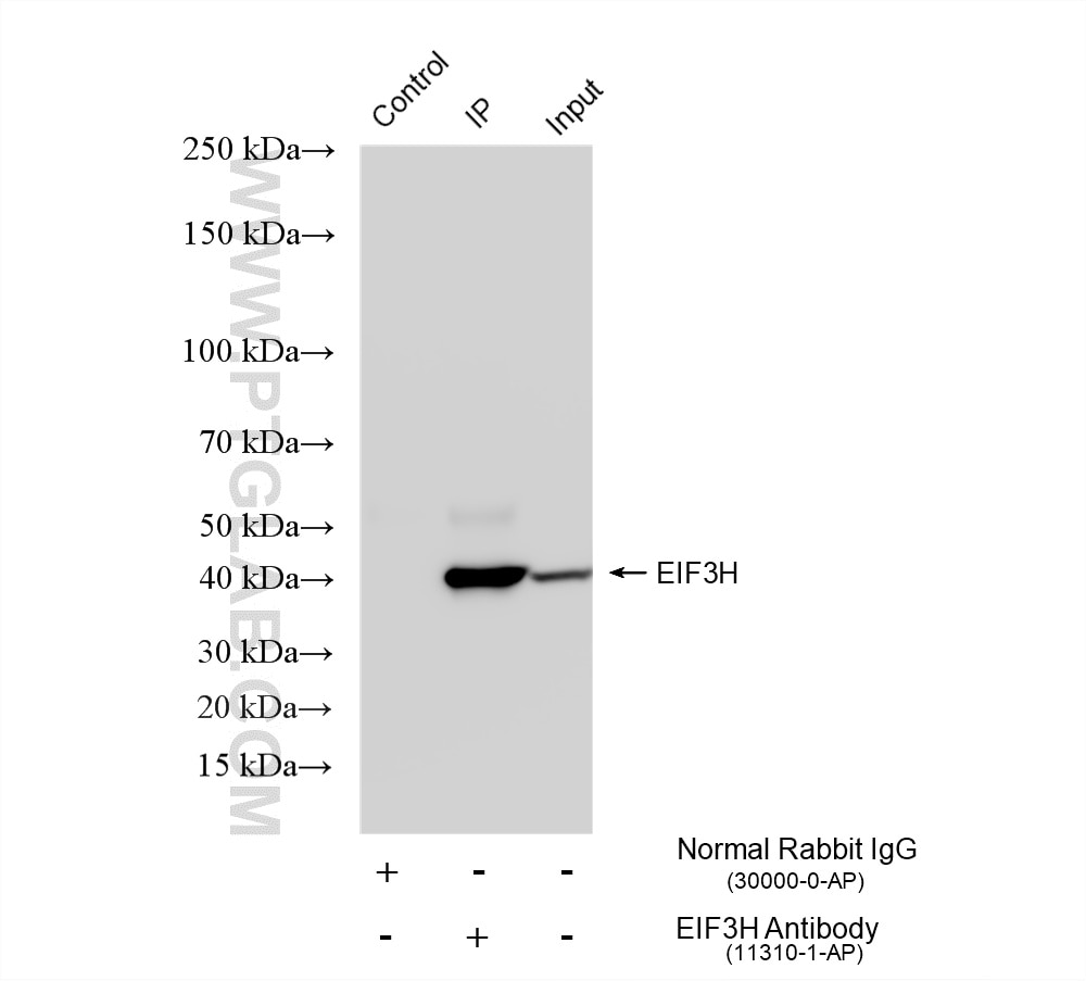 IP experiment of PC-12 using 11310-1-AP Immunoprecipitation (IP) experiment of PC-12 cells using EIF3H Polyclonal antibody (11310-1-AP)
