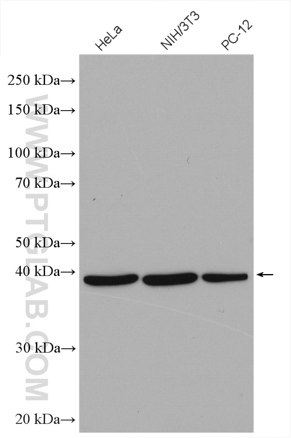 Western Blot (WB) analysis of various lysates using EIF3H Polyclonal antibody (11310-1-AP)