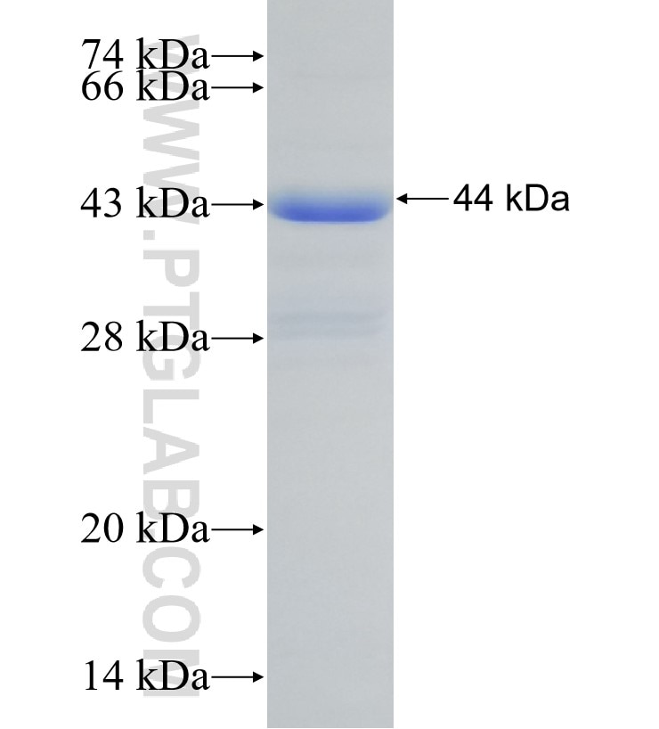 EIF3H fusion protein Ag30831 SDS-PAGE
