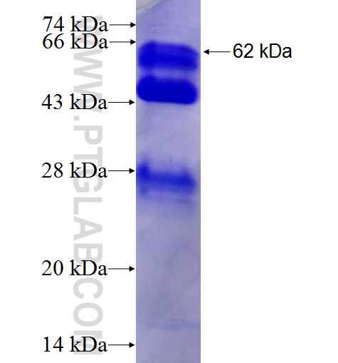 EIF3H fusion protein Ag1850 SDS-PAGE