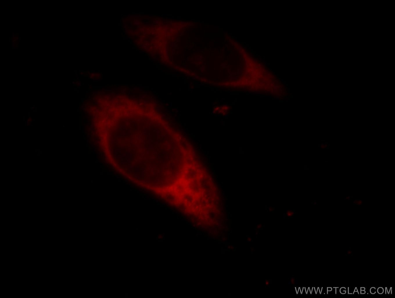 Immunofluorescence (IF) / fluorescent staining of HeLa cells using EIF3I Polyclonal antibody (11287-1-AP)
