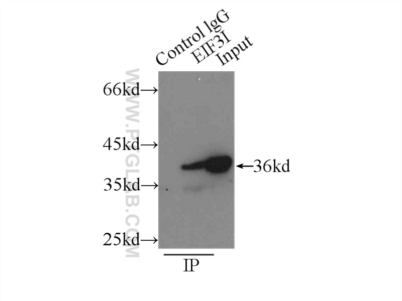 Immunoprecipitation (IP) experiment of HEK-293 cells using EIF3I Polyclonal antibody (11287-1-AP)