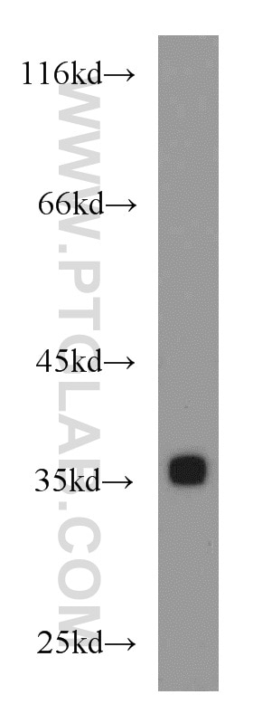 Western Blot (WB) analysis of mouse brain tissue using EIF3I Polyclonal antibody (11287-1-AP)