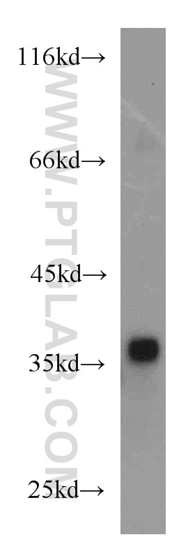 Western Blot (WB) analysis of MCF-7 cells using EIF3I Polyclonal antibody (11287-1-AP)